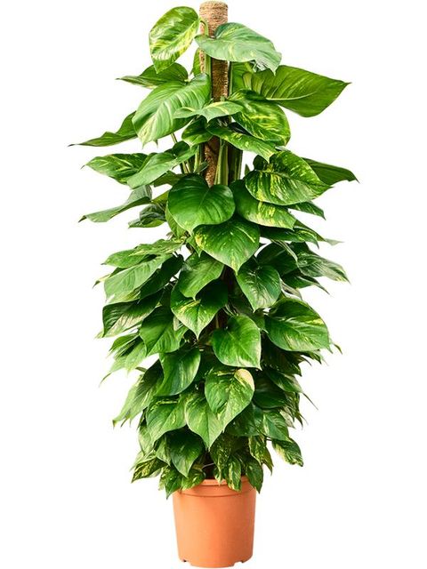 Epipremnum pinnatum 'Aureum'