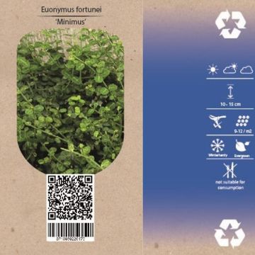 Euonymus fortunei 'Minimus'