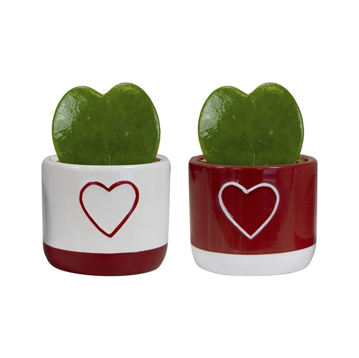 hoya-kerrii-plant-wholesale-floraccess