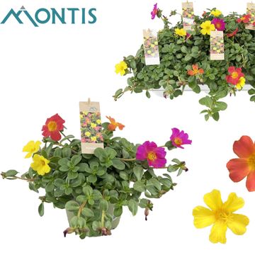 Portulaca GEMISCHT IN TOPF