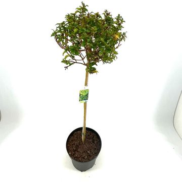 Ilex x meserveae LITTLE RASCAL