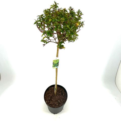 Ilex x meserveae LITTLE RASCAL