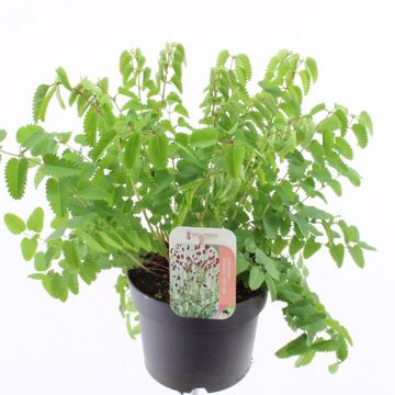 Sanguisorba officinalis 'First Star'