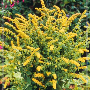 Solidago sphacelata 'Golden Fleece'