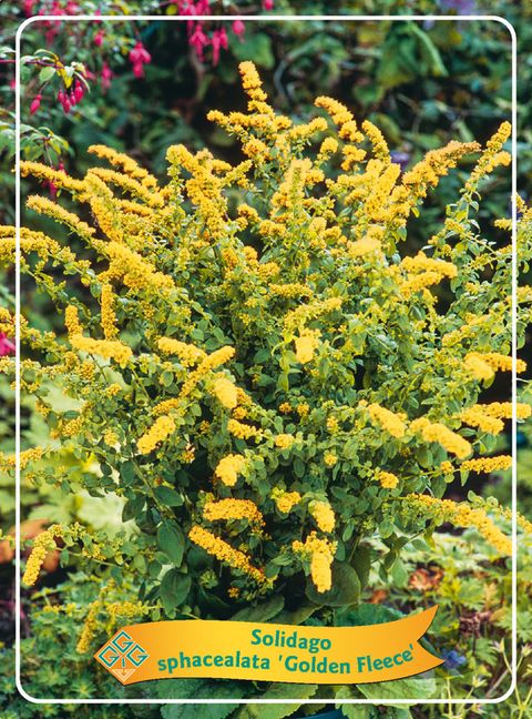 Solidago sphacelata 'Golden Fleece'