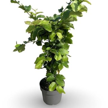 Parrotia persica