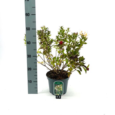 Lonicera 'Honey Baby'
