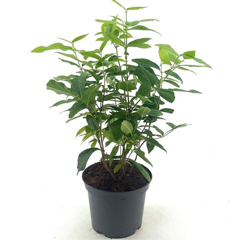 Chimonanthus praecox