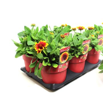 Gaillardia aristata SUNRITA YELLOW RED RING