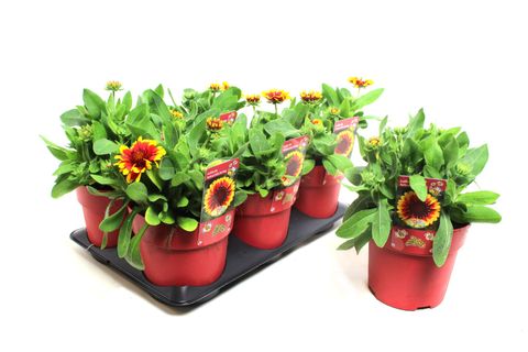 Gaillardia aristata SUNRITA YELLOW RED RING