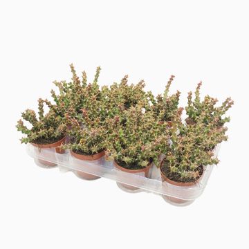 Euphorbia lenewtonii