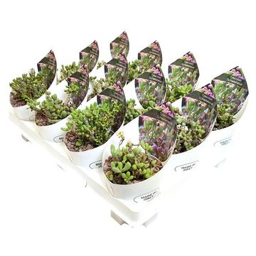 Tylecodon schaeferianus