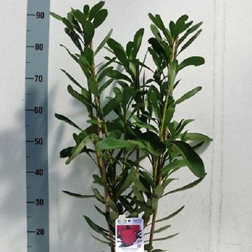 Telopea 'Braidwood Brilliant'