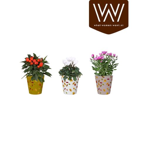 Blommande växter MIX