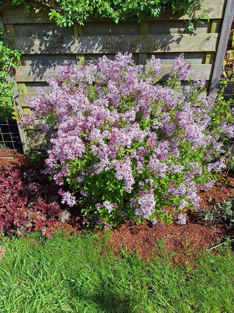 Syringa meyeri 'Palibin'