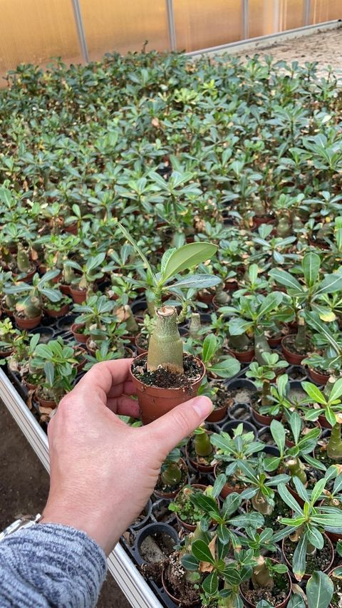 Adenium obesum