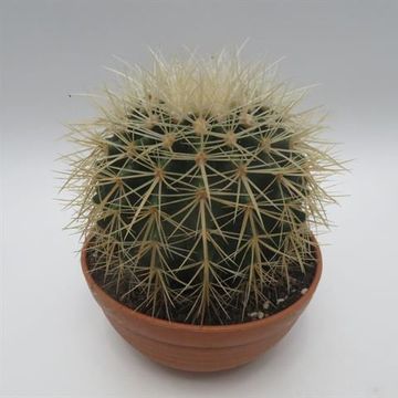 Echinocactus grusonii 'Albispina'