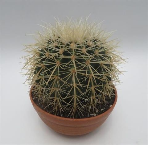 Echinocactus grusonii 'Albispina'