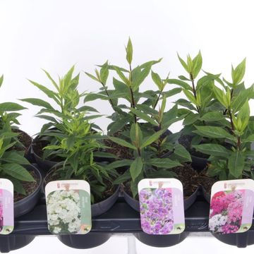 Phlox PANICULATA MIX
