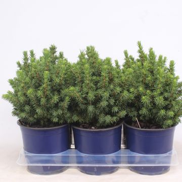 Picea glauca 'Alberta Globe'