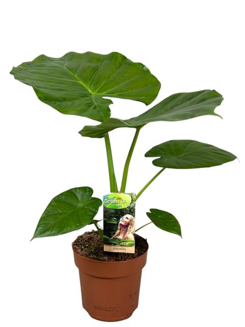Alocasia macrorrhizos Alocasia macrorrhizos