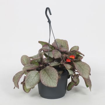 Episcia 'Joy Sweet Pink'