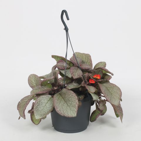 Episcia 'Joy Sweet Pink'