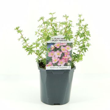 Potentilla fruticosa 'Pink Queen'