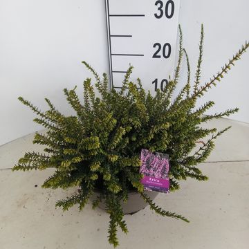 Erica x darleyensis 'Darley Dale'