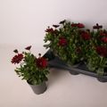 Osteospermum DALINA DARK RED