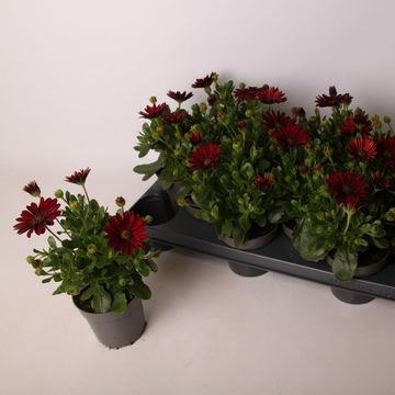 Osteospermum DALINA DARK RED