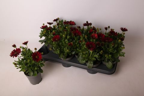 Osteospermum DALINA DARK RED
