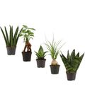 Plantes vertes MIX