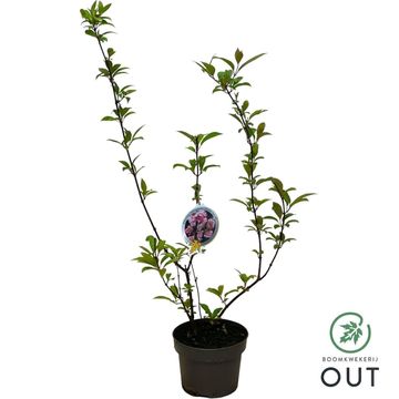 Viburnum x bodnantense 'Charles Lamont'