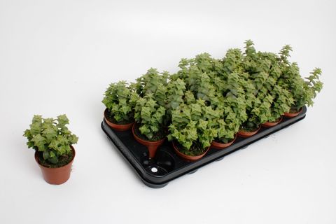 Crassula perforata