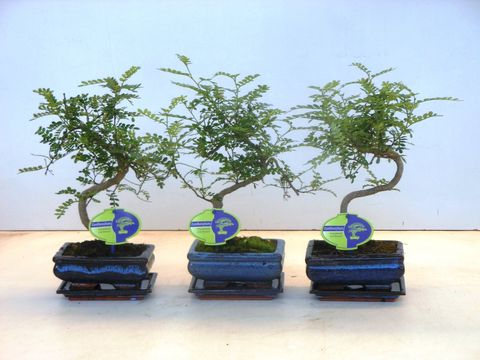 Zanthoxylum piperitum