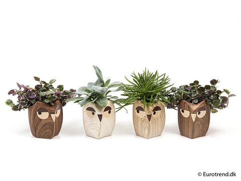 Plantas de interior MIX