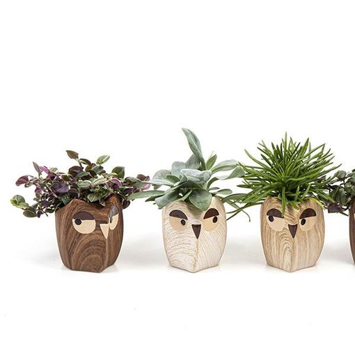 Plantas o interior MIX