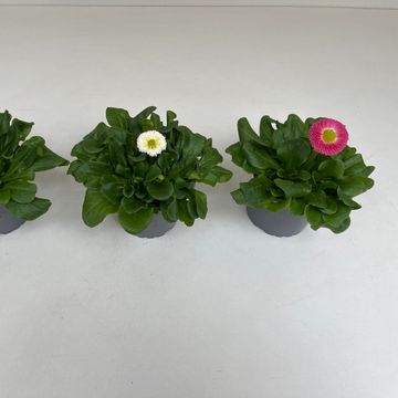 Bellis perennis SPEEDSTAR MIX