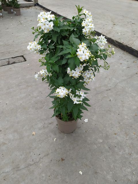 Solanum jasminoides
