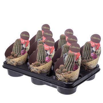 Lobivia aurea fallax