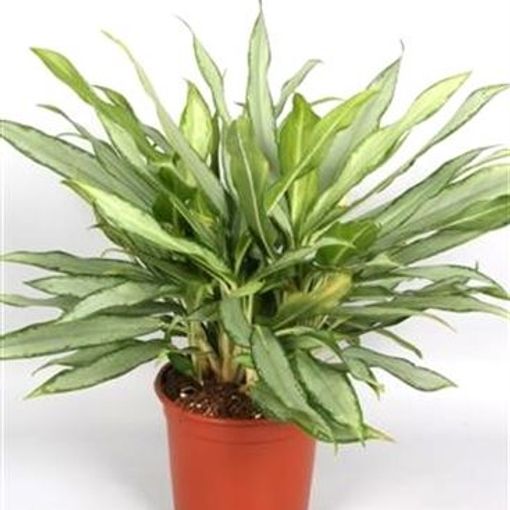 Aglaonema 'White Lance'