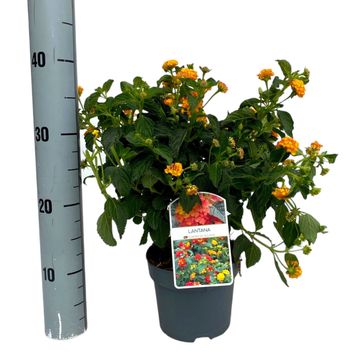 Lantana 'Silves Compact'