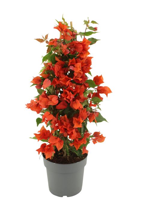 Bougainvillea glabra SANDERIANA ORANGE