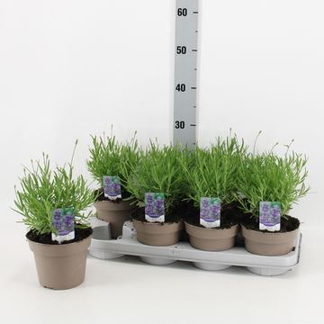 Lavandula angustifolia 'Ellagance Purple'