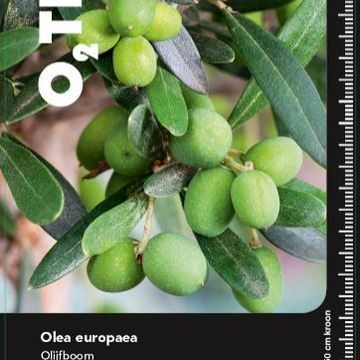 Olea europaea