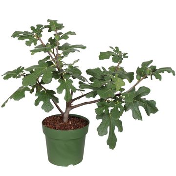 Ficus carica FIGNOMENAL