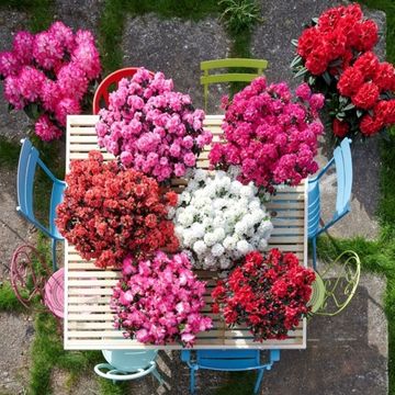 Rhododendron HORTINNO EVERGREEN MIX