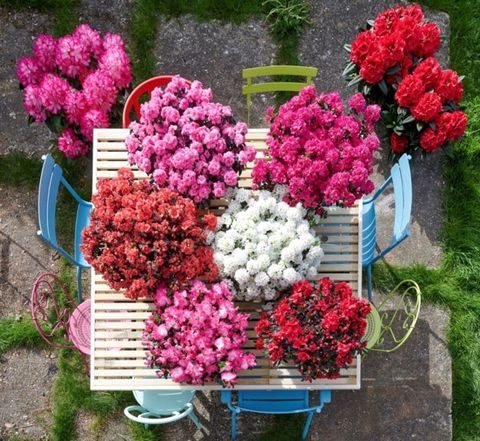 Rhododendron HORTINNO EVERGREEN MIX