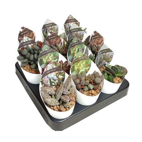 Adromischus MIX